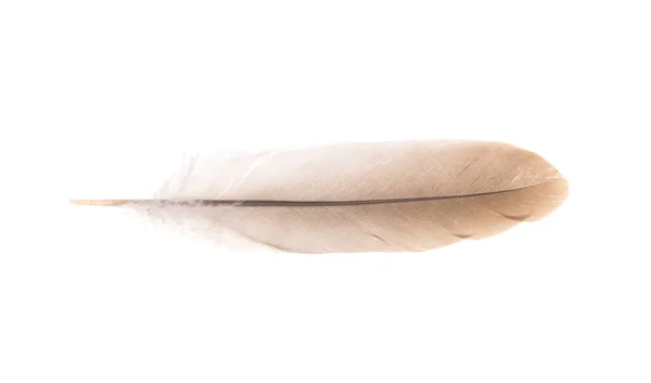 Bird Feather Isolated White Background — Stock Photo, Image