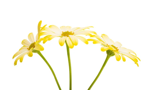 Osteospermum Amarelo Isolado Sobre Fundo Branco — Fotografia de Stock