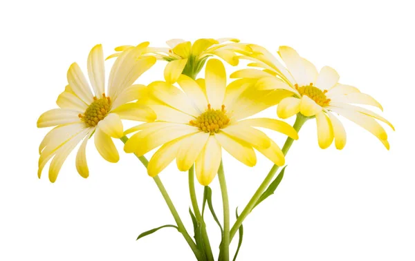 Κίτρινο Οστεοσπέρμα Απομονωμένο Λευκό Φόντο — Φωτογραφία Αρχείου