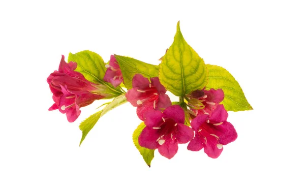 Weigela Fleurs Isolées Sur Fond Blanc — Photo