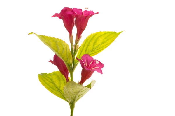 Weigela Blüten Isoliert Auf Weißem Hintergrund — Stockfoto