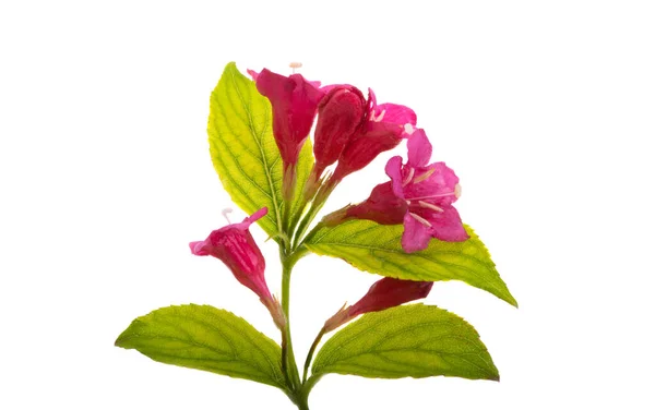 Weigela Blüten Isoliert Auf Weißem Hintergrund — Stockfoto