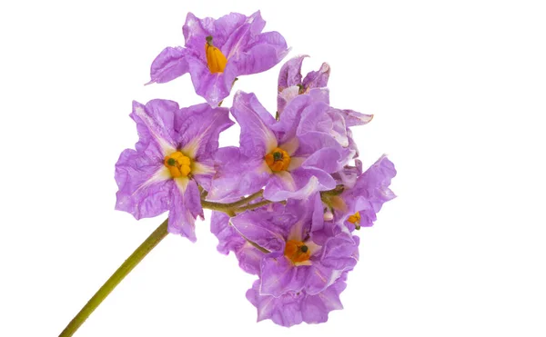 Flor Papa Aislada Sobre Fondo Blanco — Foto de Stock