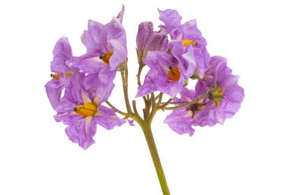 Bramborová Květina Izolované Bílém Pozadí — Stock fotografie