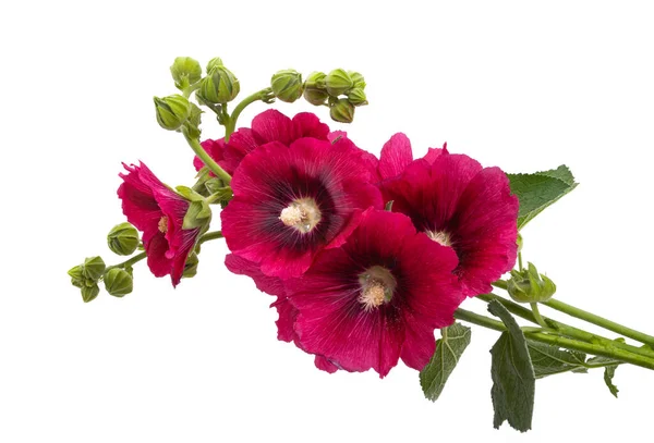 Piros Mályvacukor Virágok Elszigetelt Fehér Háttér — Stock Fotó