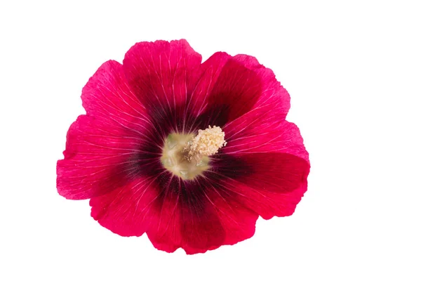 Mauve Rouge Fleurs Isolées Sur Fond Blanc — Photo