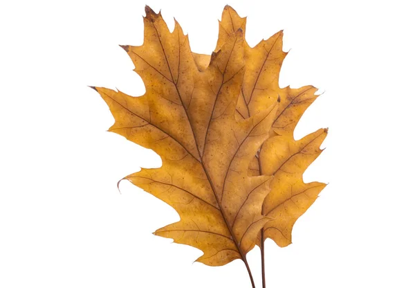 Podzimní Dub Listy Izolované Bílém Pozadí — Stock fotografie