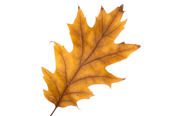 Otoño Roble Hojas Aisladas Sobre Fondo Blanco — Foto de Stock