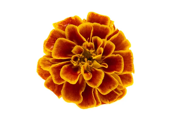 Marigolds Elszigetelt Fehér Alapon — Stock Fotó