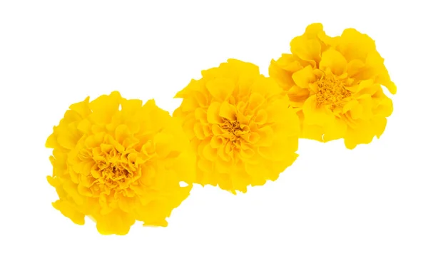 Marigolds Elszigetelt Fehér Alapon — Stock Fotó