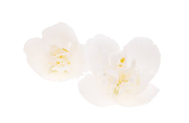 yasemin çiçeği beyaz arkaplanda izole edilmiş