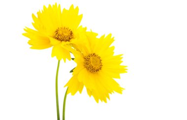 Koreopsis beyaz arkaplanda izole edildi