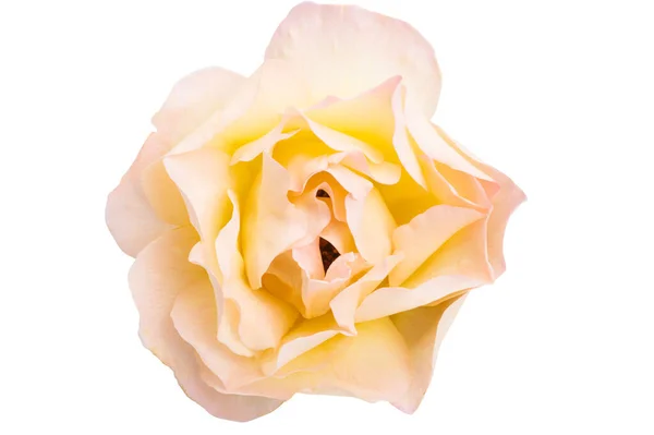 Piękna Róża Odizolowana Białym Tle — Zdjęcie stockowe