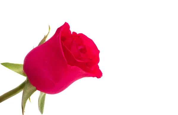 Krásná Růže Izolované Bílém Pozadí — Stock fotografie