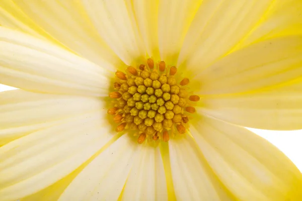 Sarı Osteospermum Beyaz Arka Plan Üzerinde Izole — Stok fotoğraf