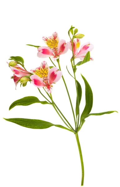 Alstroemeria Blomma Isolerad Vit Bakgrund — Stockfoto