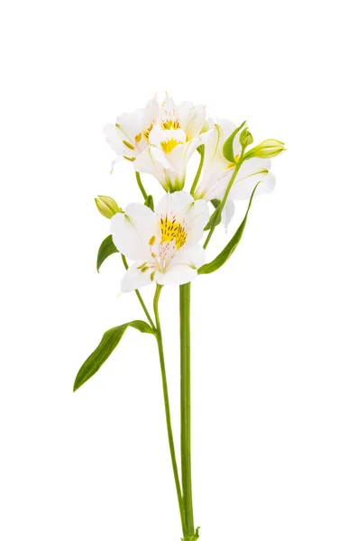 Alstroemeria Flower Isolated White Background — Stock Photo, Image