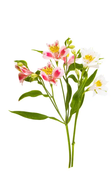 Alstroemeria Λουλούδι Απομονώνονται Λευκό Φόντο — Φωτογραφία Αρχείου