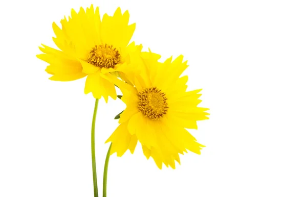 Coreopsis Aislada Sobre Fondo Blanco —  Fotos de Stock