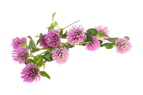 Flores Trébol Aisladas Sobre Fondo Blanco —  Fotos de Stock