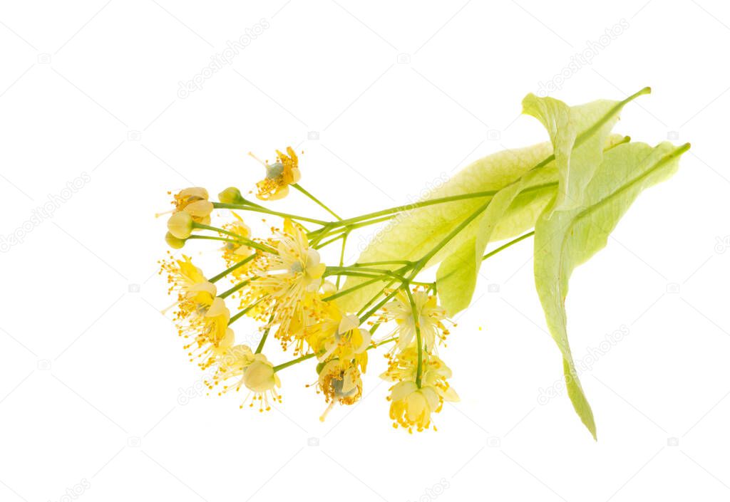linden flowers isolated on white background