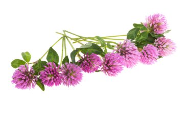 Yonca çiçekleri beyaz arkaplanda izole edilmiş