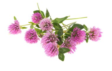 Yonca çiçekleri beyaz arkaplanda izole edilmiş