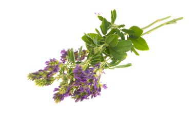 yonca çiçekleri beyaz arka planda izole