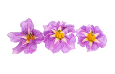 Beyaz arka plan üzerinde izole patates çiçekleri