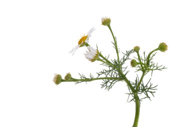 Tıbbi papatya çayı beyaz arkaplanda izole edilmiş.