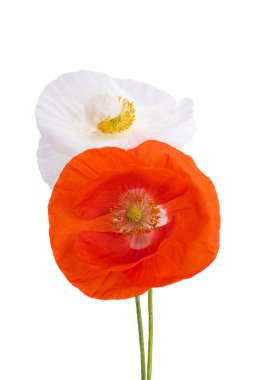 Beyaz arka planda izole edilmiş güzel gelincikler