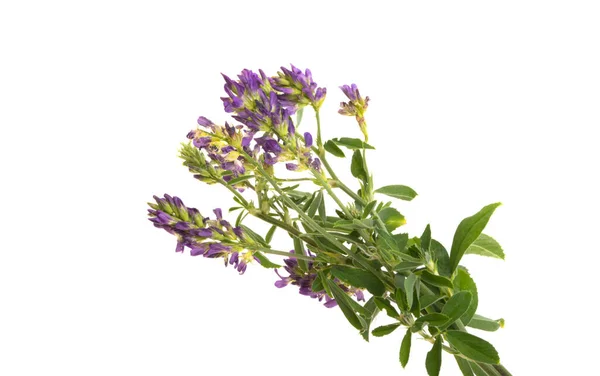 Fiori Erba Medica Isolati Sfondo Bianco — Foto Stock