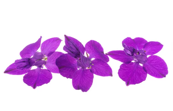 Fleurs Delphinium Vivaces Isolées Sur Fond Blanc — Photo