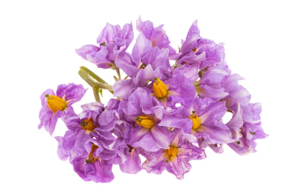 Fleurs Pommes Terre Isolées Sur Fond Blanc — Photo