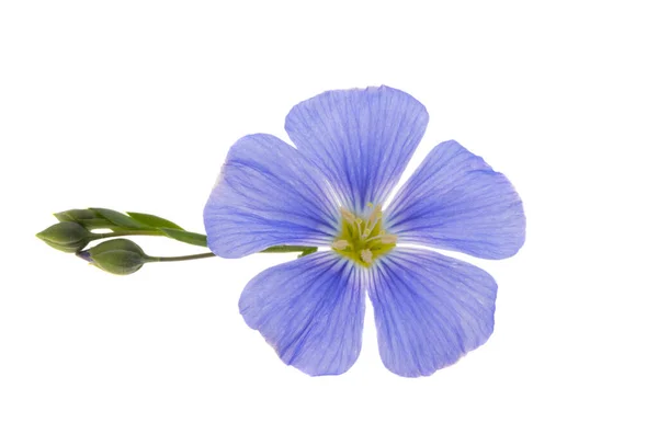 Όμορφα Μπλε Λουλούδια Λιναριού Απομονωμένα Λευκό Φόντο — Φωτογραφία Αρχείου