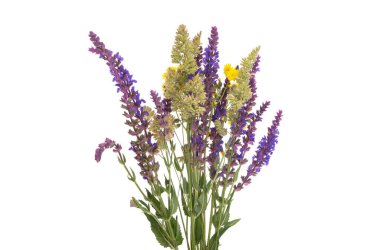 Beyaz arka planda izole edilmiş çayır çiçekleri.