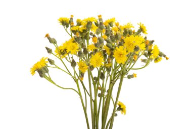 Beyaz arka planda izole edilmiş çayır çiçekleri.