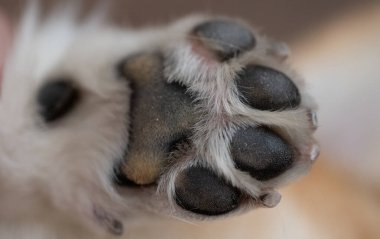 Köpek pençesinin arkaplanı kapat