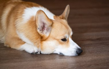 Galli Corgi Pembroke 'un portresi