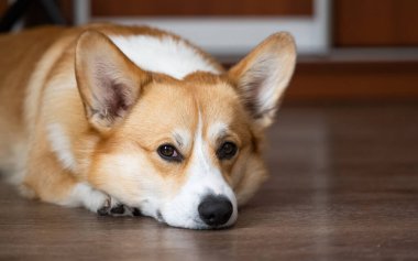 Galli Corgi Pembroke 'un portresi