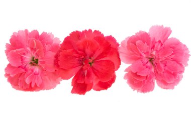 Küçük karanfil beyaz arkaplanda izole edilmiş