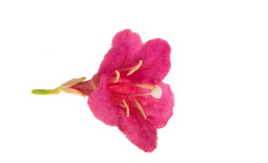 beyaz arkaplanda izole edilmiş weigela çiçekleri