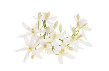 beyaz arka plan üzerinde izole hanımeli çiçekleri