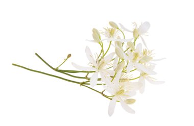 beyaz arka plan üzerinde izole hanımeli çiçekleri