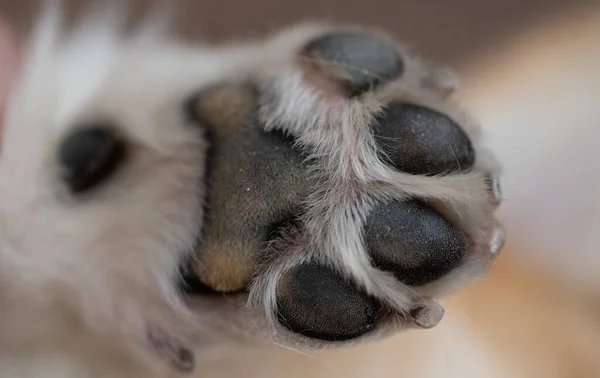 Bakgrund Hund Tass Närbild — Stockfoto