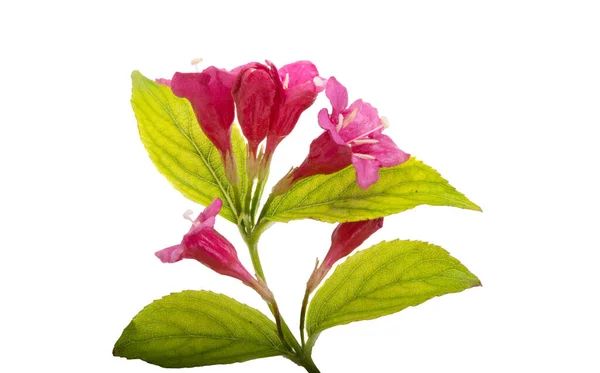 Weigela Blüten Isoliert Auf Weißem Hintergrund — Stockfoto