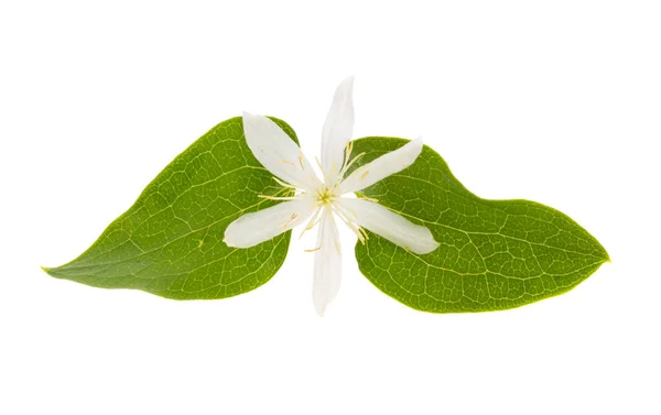 Honeysuckle Flowers Isolated White Background — Stock Photo, Image