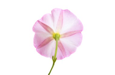 alan bağdaştırıcı otu beyaz arkaplanda izole