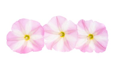 alan bağdaştırıcı otu beyaz arkaplanda izole