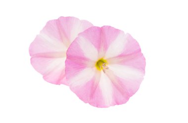 alan bağdaştırıcı otu beyaz arkaplanda izole